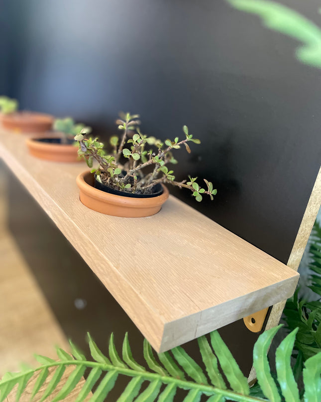 Plant Pot Holder Shelf, Multiple Sizes